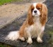 1190778992cavalier_king_charles_spaniel.jpg